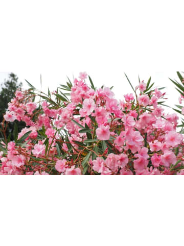 OH2 Nerium Oleander mittelgroßer Strauch in Dunkel Rosa