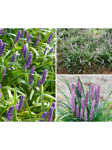 GARDENZO 4er-Set: Leliengras Liriope Muscari in Lila