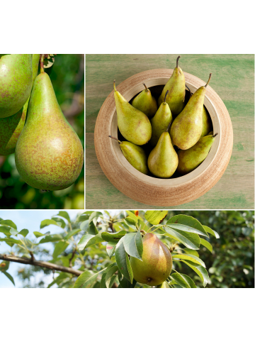 GARDENZO 3er-Set: XXL Birne Conference Obstbäume in Bunt