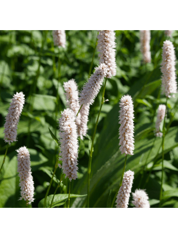 NatureNest 3er-Set: Persicaria bistorta Staude mehrjährig winterhart in Rosa
