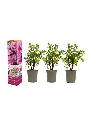 GARDENZO 3er-Set: Azalee in Lila