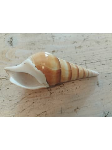 MeinVIPShop Zauberhafte Spindelschnecke mit Tillandsie
