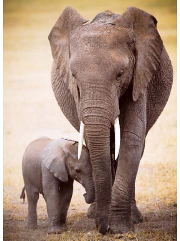 Eurographics Elephant & Baby (Puzzle)