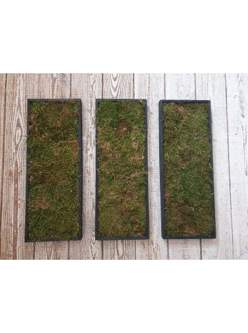 exotic living 3er Set Moos Moosbilder "real nature"  mit echtem konserviertem Moos 45 x 17cm