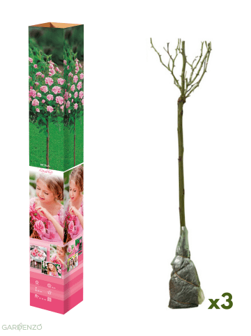 GARDENZO 3er-Set: Mini-Stamm Rosen in Rosa