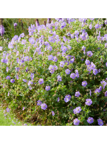 NatureNest 6er: Set Geranium Rozanne Pflanzen in Rosa