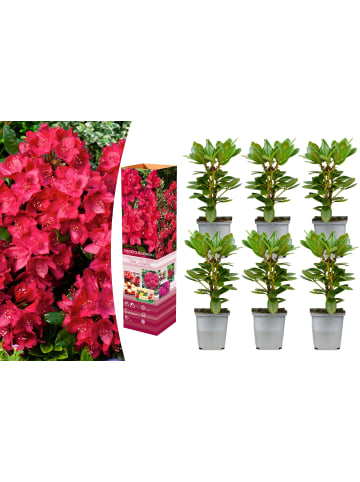 GARDENZO 6er-Set: Rhododendron Nova Zembla in Rot