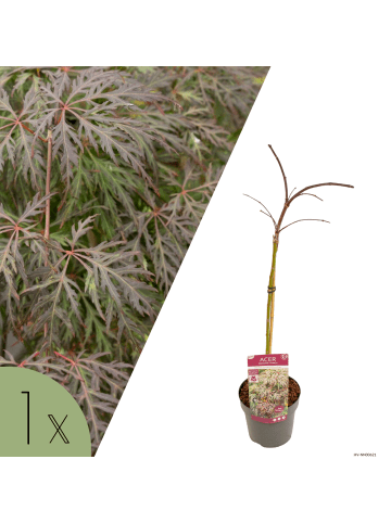 NatureNest Acer palmatum Cascade Crimson Ahorn Hochstamm in Rot Topf 19 cm Höhe 70 cm