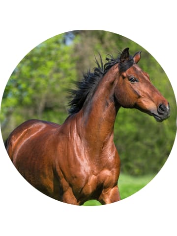 JACK 2 tlg. Renforcé Bettwäsche 135x200cm Muskel Pferd in Grün