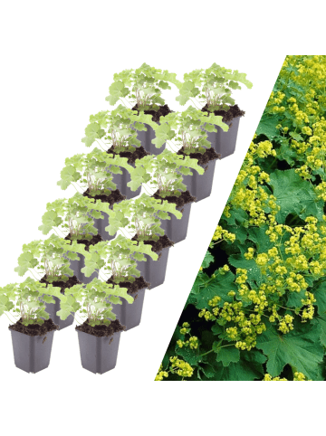 NatureNest 12 Frauenmantel pflanzen  Alchemilla mollis  