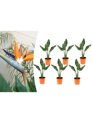 OH2 6er-Set: Strelitzia reginae Paradiesvogel in Grün