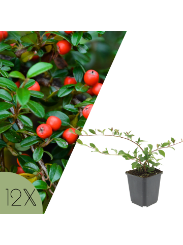 NatureNest Zwergmispel Set 12 Cotoneaster dammeri winterhart