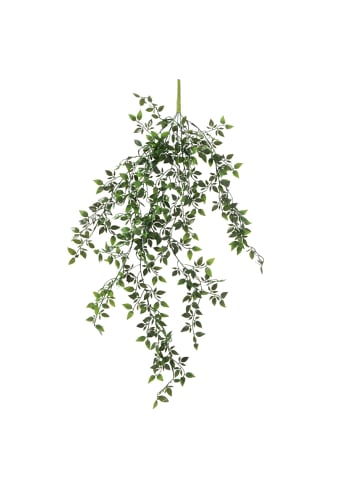 Boltze Pflanze in grün