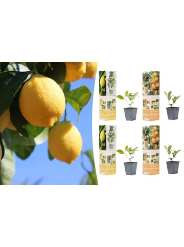 GARDENZO 4er-Set: Pflanzen Citrus Mix in Bunt