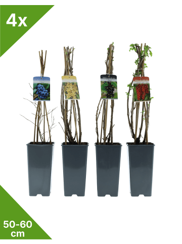 GARDENZO Obstmix 50-60cm 2L Topf