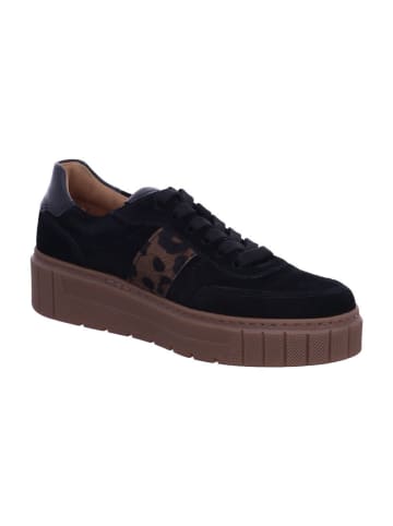 Gabor Sneaker Low in black/sand