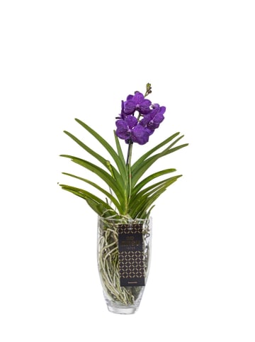 exotic living Echte blühende Orchidee Vanda violett in Vase