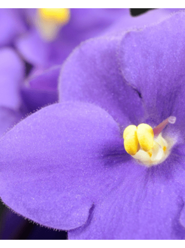 Yodeyma Eau de Parfum Harpina 100 ml