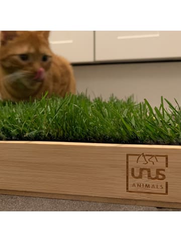 UNUS Katzengras fertig gewachsen mit oder ohne Holztablett in Grau