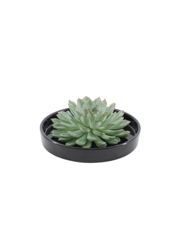 NatureNest Echeveria Pulidonis kompakte Sukkulente in Keramikschale