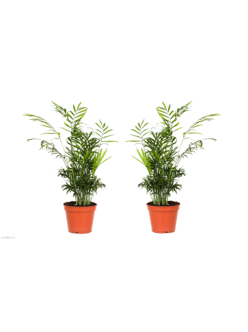 GARDENZO 2er-Set: Mexikanische Bergpalme
