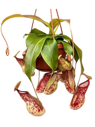 MeinVIPShop Fleischfressende Pflanze Nepenthes Monkey Jars Hängepflanze 45cm
