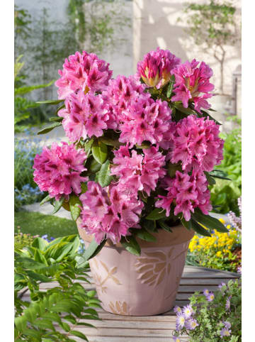 OH2 3er-Set: Rhododendron Cosmopolitan in Rosa