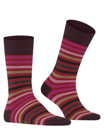 Falke Socken Tinted Stripe in Ingle