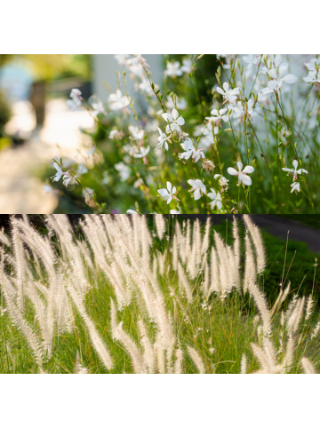 NatureNest Staudenpaket Luna mehrjährige Blüher sonnig