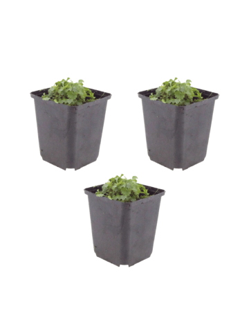 NatureNest 3er: Set Campanula portenschlagiana Pflanzen in Lila