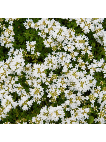 NatureNest 3er-Set: Thymus praecox Albiflorus Staude mehrjährig in Weiß