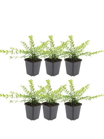 NatureNest Strauch Heckenkirsche Set 6 Lonicera Maigrün