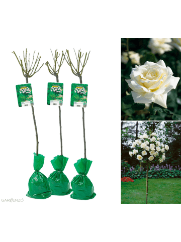 GARDENZO 3er-Set: XXL Großblütige Stielrosen in Weiß