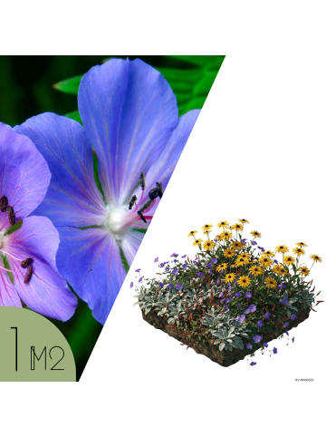 NatureNest NatureNest Staudenpaket Rosie, Mischung aus mehrjährigen Beetpflanzen