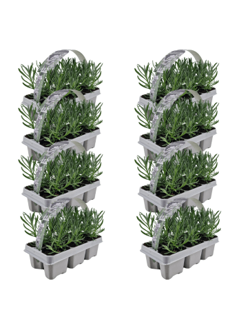 NatureNest Weißer Lavendel Set 48 Lavandula Edelweiss winterhart