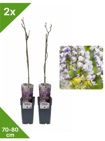 GARDENZO 2er-Set Blauregen 'Prolific' 70-80cm 2L Topf