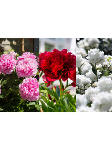 GARDENZO 6er-Set: Pfingstrose (Paeonia lactiflora) in Mischung