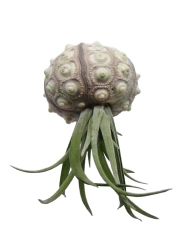 MeinVIPShop 1er Set Seeigelgehäuse Sputnik mit Tillandsia kammi grün