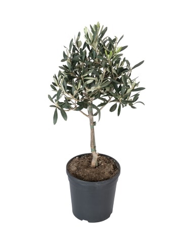 GARDENZO Olivenbäume winterhart auf Stamm mittel