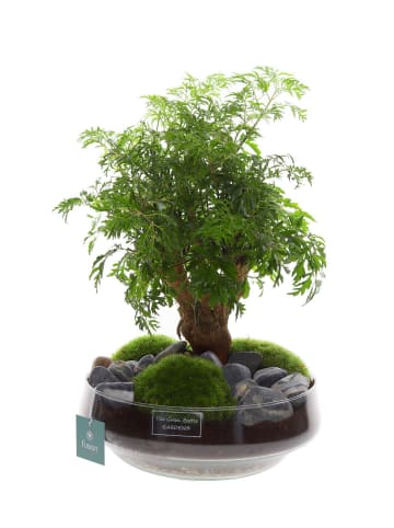 MeinVIPShop Bonsai 43cm im Glas