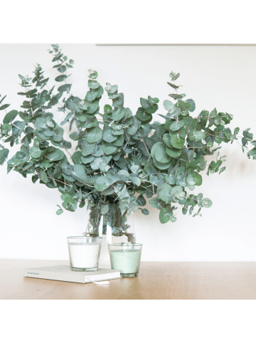 NatureNest 2er: Set Eucalyptus websteriana Botanic Hearts in Grün 