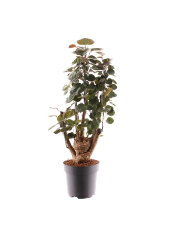 MeinVIPShop Polyscias Fabian 60cm Zimmerpflanze