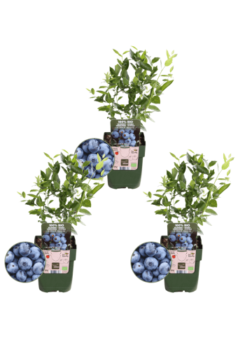 NatureNest Heidelbeeren Set 3 Vaccinium corymbosum bio