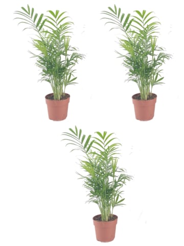 MeinVIPShop 3 x Bergpalme 40cm Zimmerpflanze