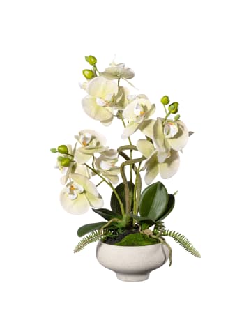 Creativ green Deko-Orchidee mit Laub und Wurzeln, Real Touch