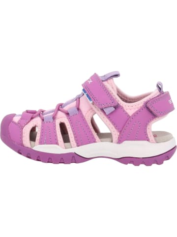 Geox Sandalen in Purple/Pink