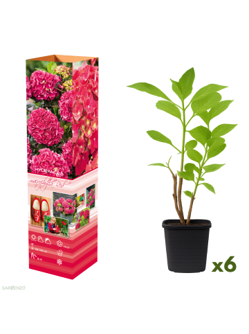 GARDENZO 6er-Set: Hortensie (Hydrangea macrophylla) in Rot