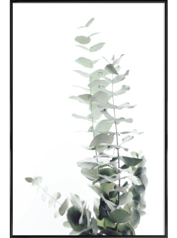 Juniqe Poster in Kunststoffrahmen "Eucalyptus White 2" in Grün & Weiß