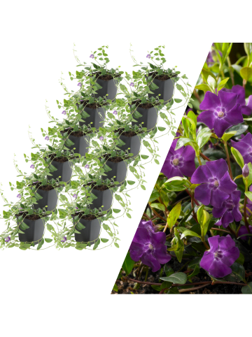 NatureNest 12 Purpur-Immergrün-Pflanzen  Vinca minor 'Atropurpurea' 