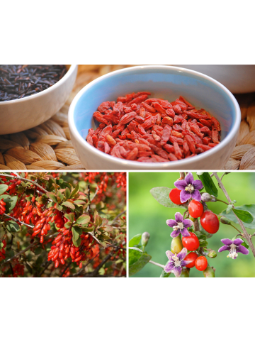 GARDENZO 4er-Set: Goji-Beeren Superfood-Pflanzen in Rot